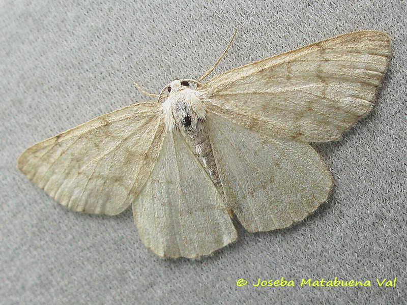 Geometridae da id - Pseudoterpna pruinata